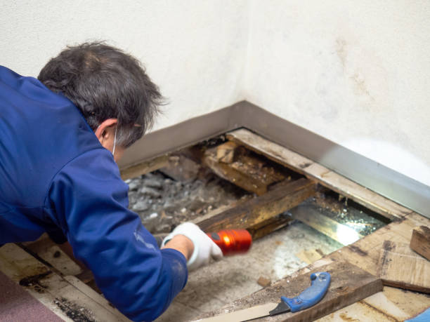 Professional Mold Removal in Ballwin, MO