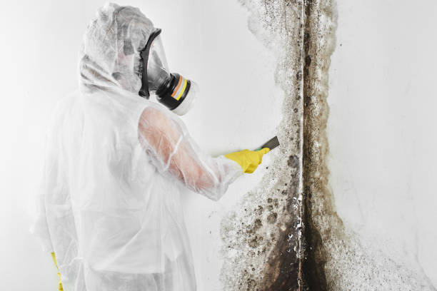 Mold Removal and Inspection in Ballwin, MO
