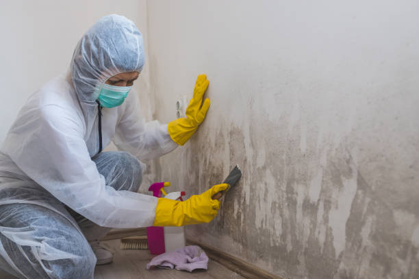 Best Attic Mold Removal  in Ballwin, MO