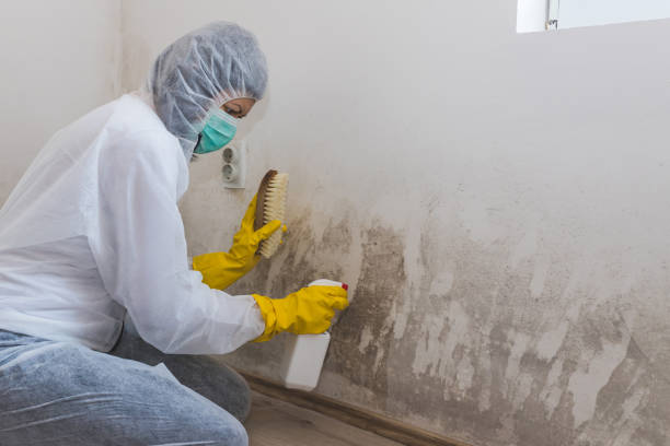 Best Toxic Mold Removal  in Ballwin, MO