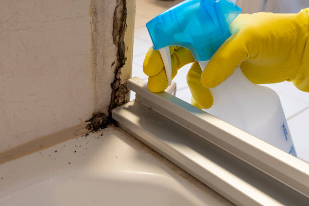 Best Best Mold Removal Companies  in Ballwin, MO