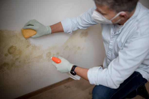 Best Emergency Mold Removal  in Ballwin, MO