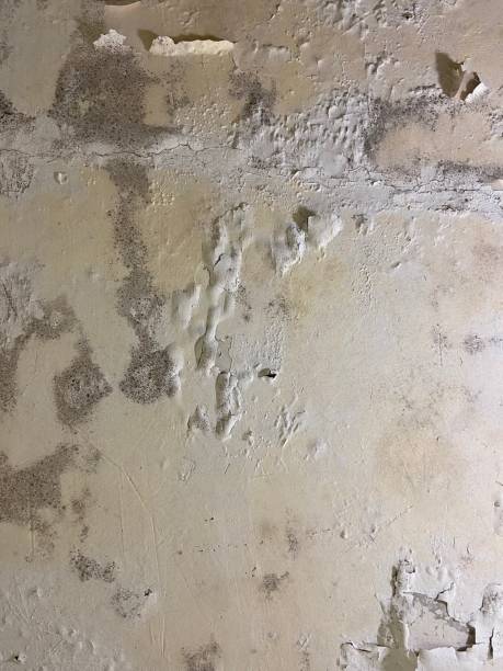 Best Commercial Mold Removal  in Ballwin, MO