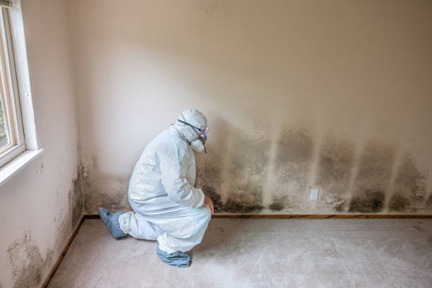 Best Fast Mold Removal  in Ballwin, MO