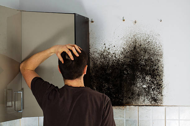Best Mold Damage Repair  in Ballwin, MO
