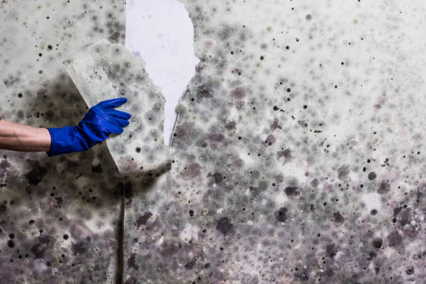 Best Mold Remediation Services  in Ballwin, MO